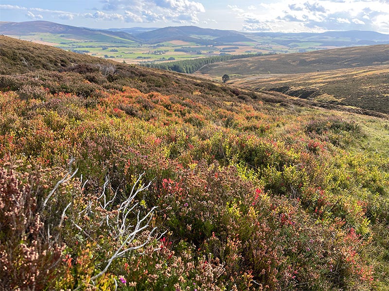 Colourful autumn hillside with views across Upper Donside, Aberdeenshire