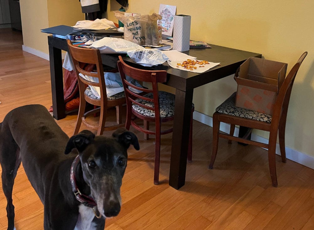 A dining table covered in the debris of family life is pushed against a yellow wall. In the foreground, a black and white greyhound looks soulfully into the camera as if to say, "How am I supposed to steal food off this surface?"