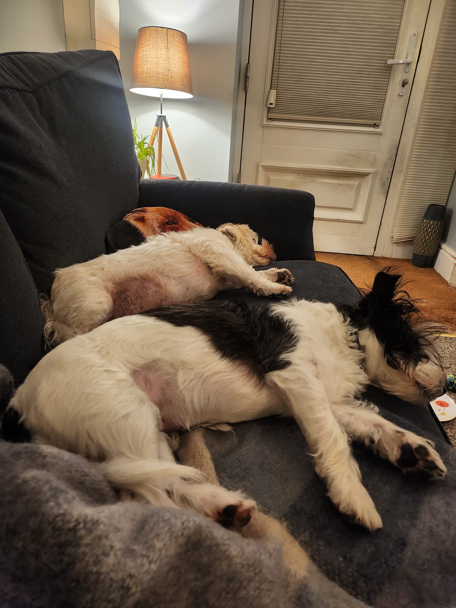 On a blue couch, two terriers (one white and brown, the other white and black) lie outstretched and are deep asleep. They are thriving in their snoozes. 