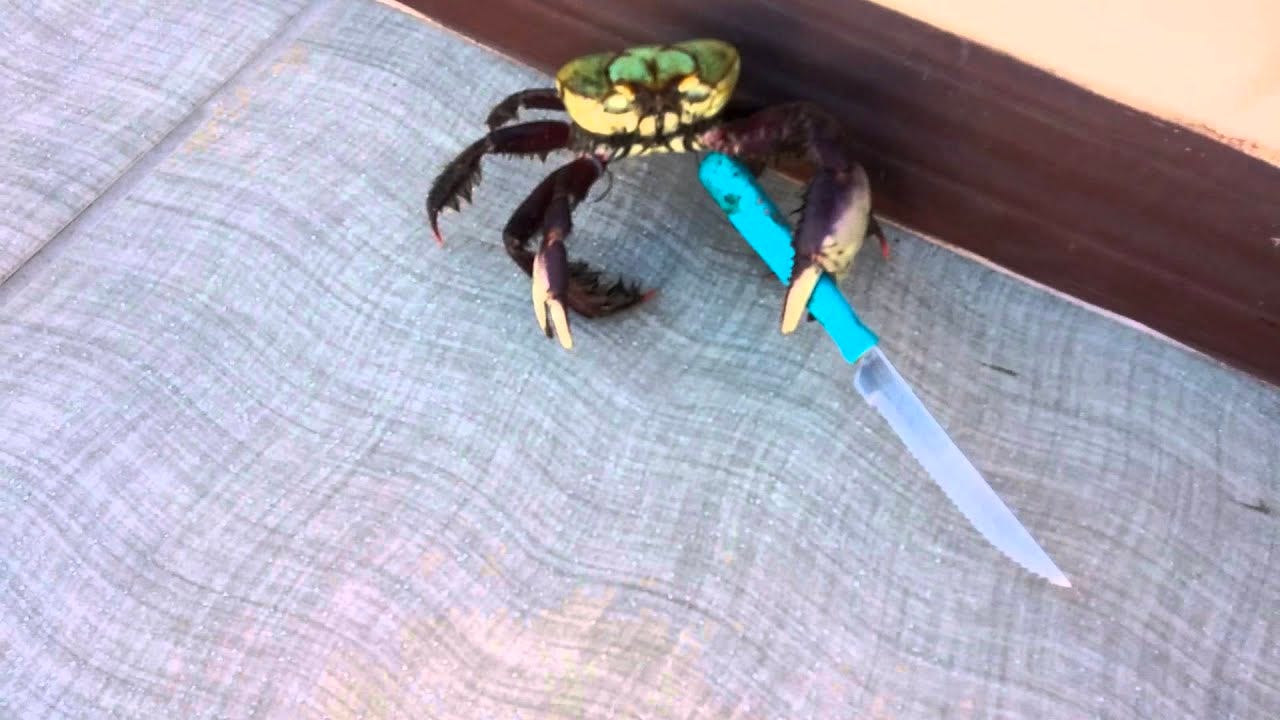 a imagem mostra um caranguejo pequeno, de carapaça esverdeada e patas predominantemente roxas com nuances de creme, segurando uma faca serrada de cabo azul na direção de quem está fotografando-o.