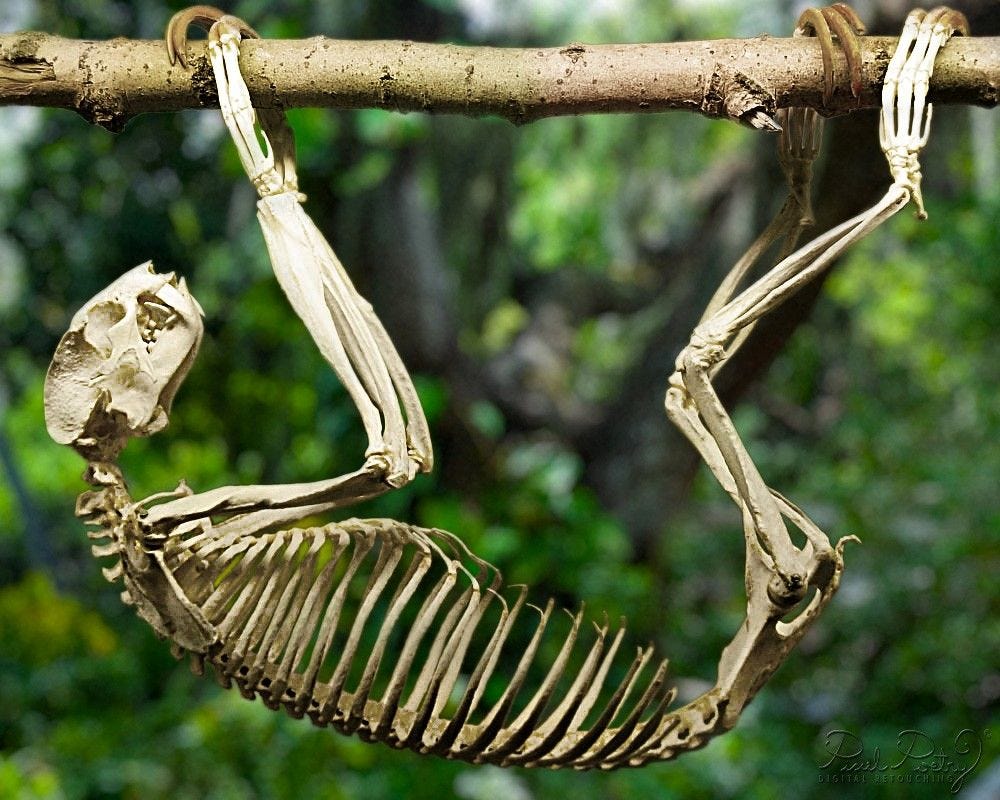 #Sloth Skeleton - Great articulated skeleton for Natural Science ...