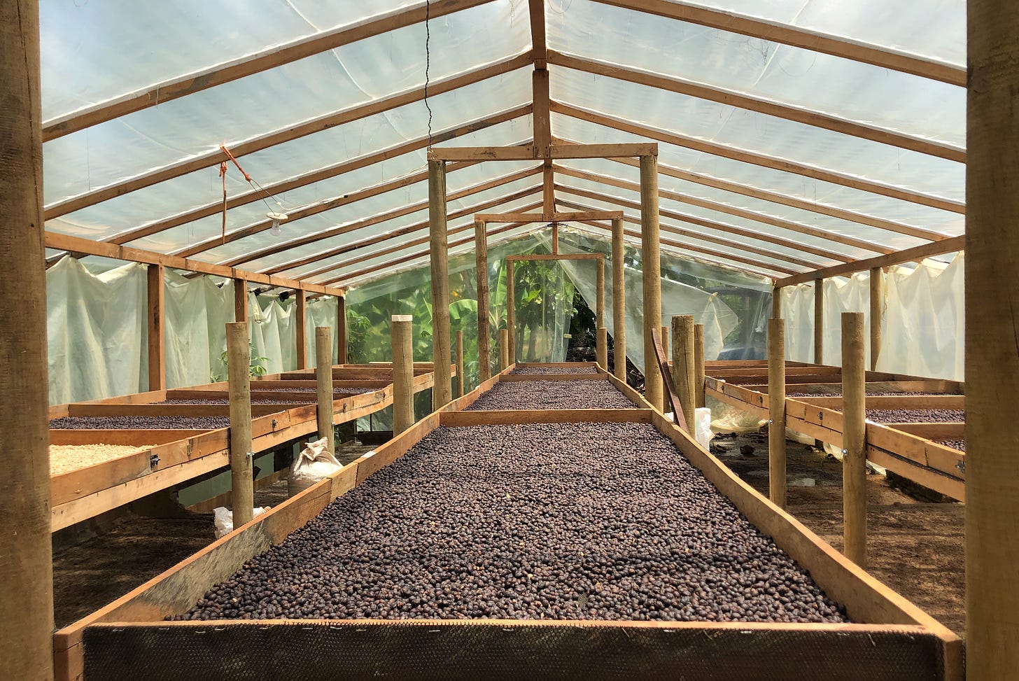 A long view of coffee cherries on raised beds under a greenhouse-style plastic roof.