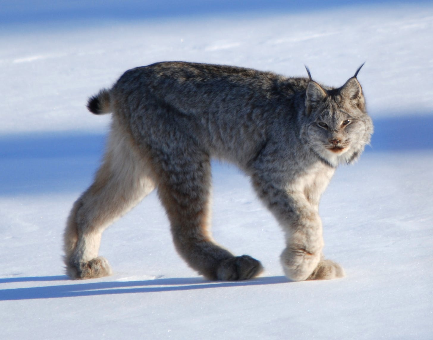 Las poblaciones de linces canadienses (Lynx canadensis) crecen y decrecen siguiendo de cerca la dinámica poblacional de las liebres americanas