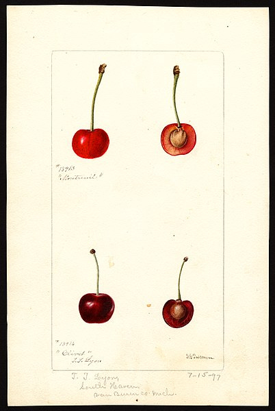 Image of cherries (scientific name: Prunus avium), with this specimen originating in South Haven, Van Buren County, Michigan, United States