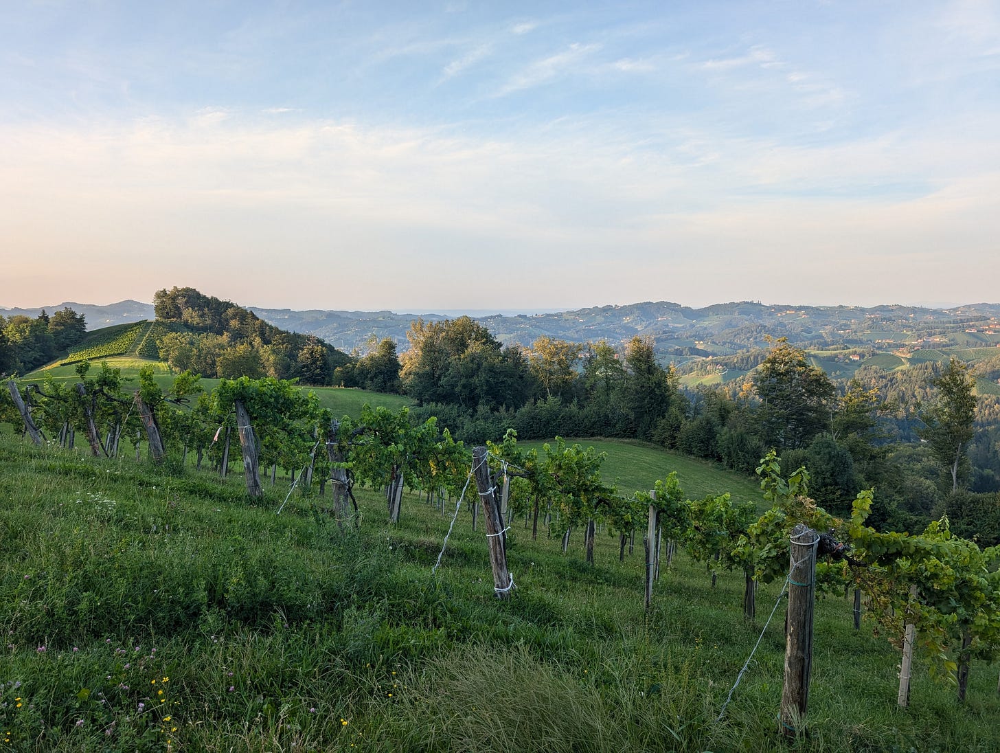 Vineyards in Southern Styria.