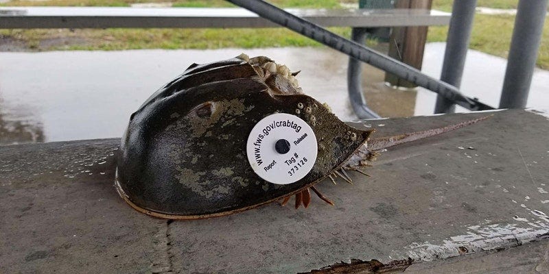A tagged horseshoe crab