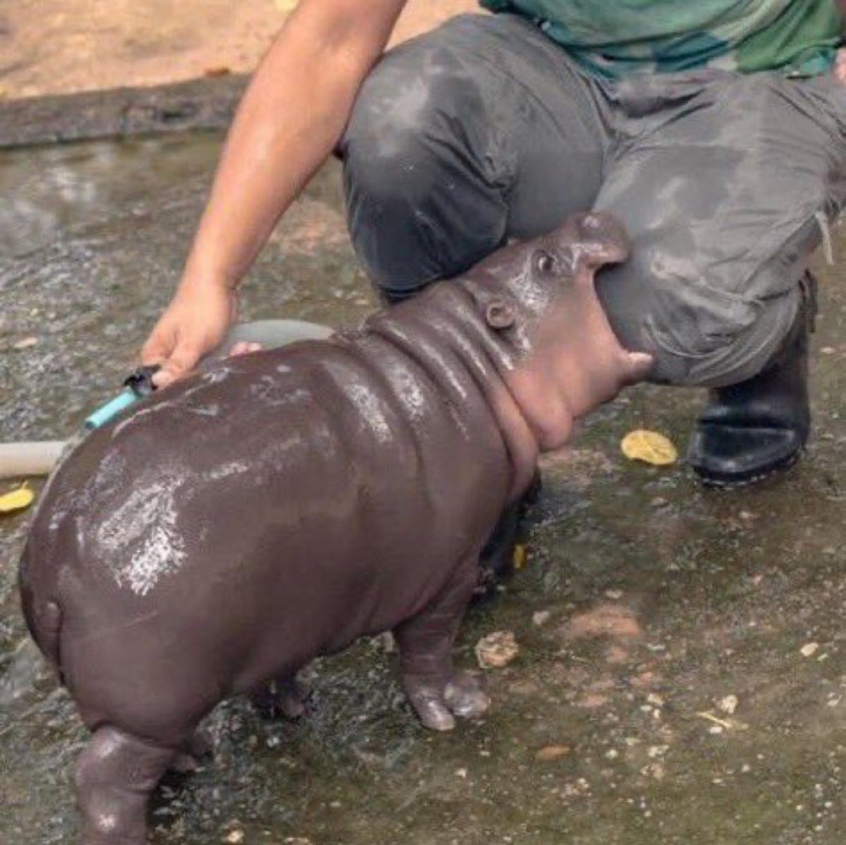 Moo Deng biting her zookeeper