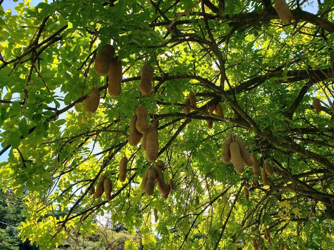Monkey pod tree in Dominica
