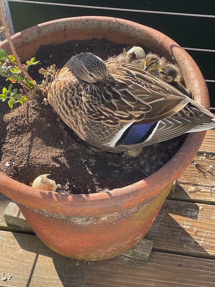 mama duck in a flower pot surrounded by 4 tiny ducklings and 2 hatched eggs
