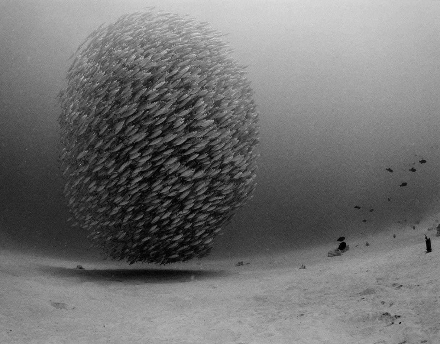 A bait ball (when small fish swarm) photographed by Connor Mazzola.