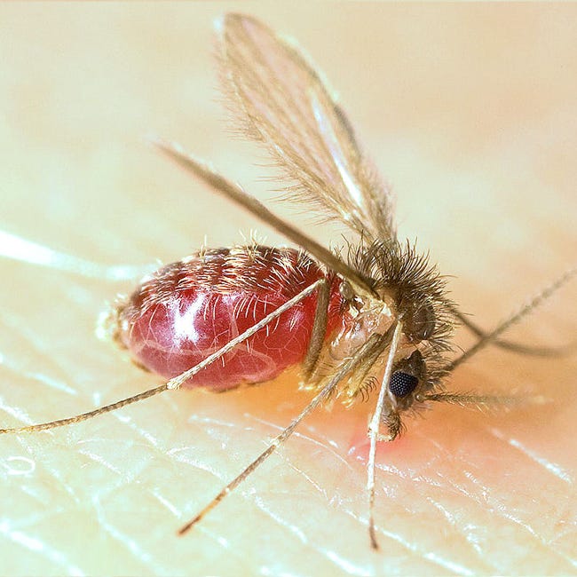 File:Lutzomyia longipalpis-sandfly.jpg - Wikimedia Commons