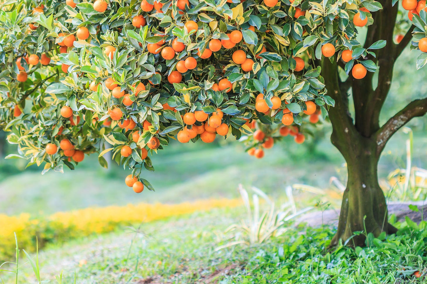 Add some Fruit Trees to Your Landscape - Grangetto's Farm & Garden Supply