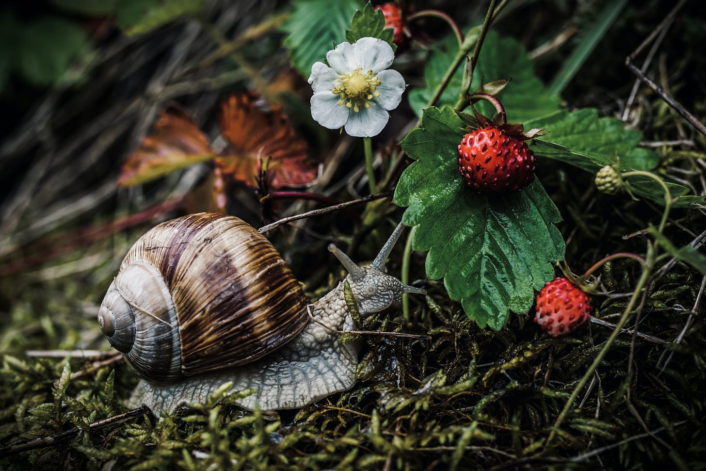 a snail approaching wild strawberries