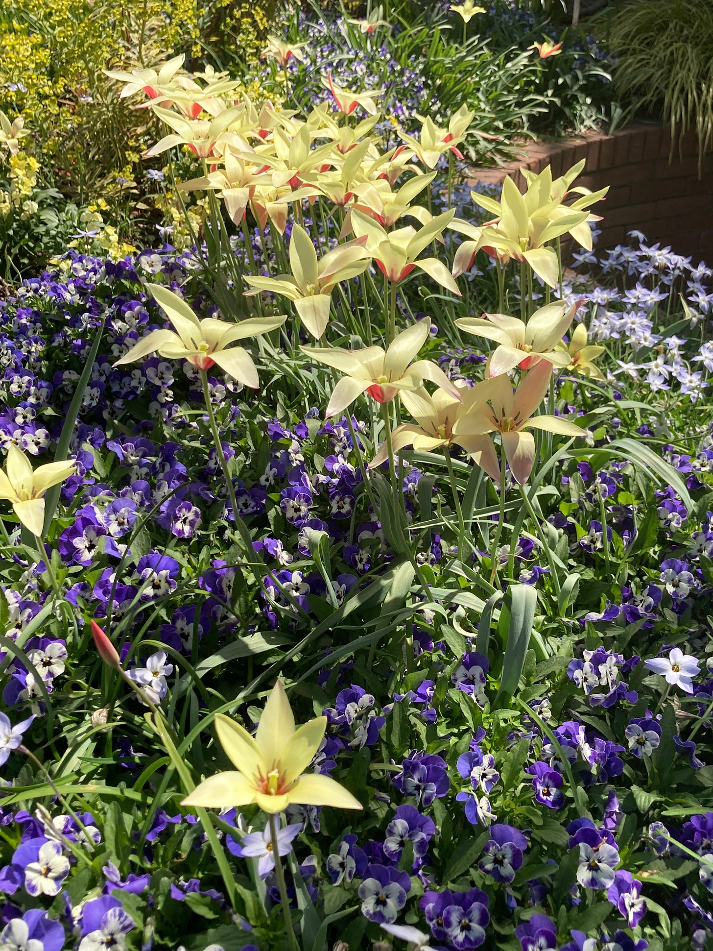 An assortment of blue-white pansies, tall yellow lilies, and other flowers and greener