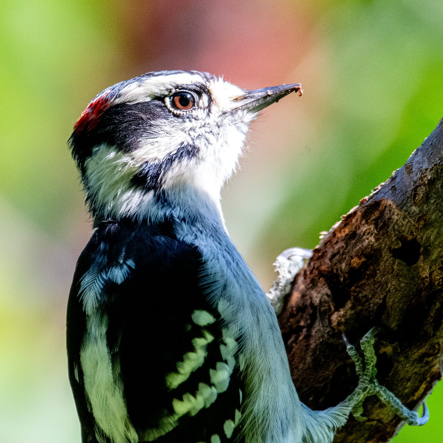 A small black-and-white woodpecker, with a red cap, pokes its head up into the sun