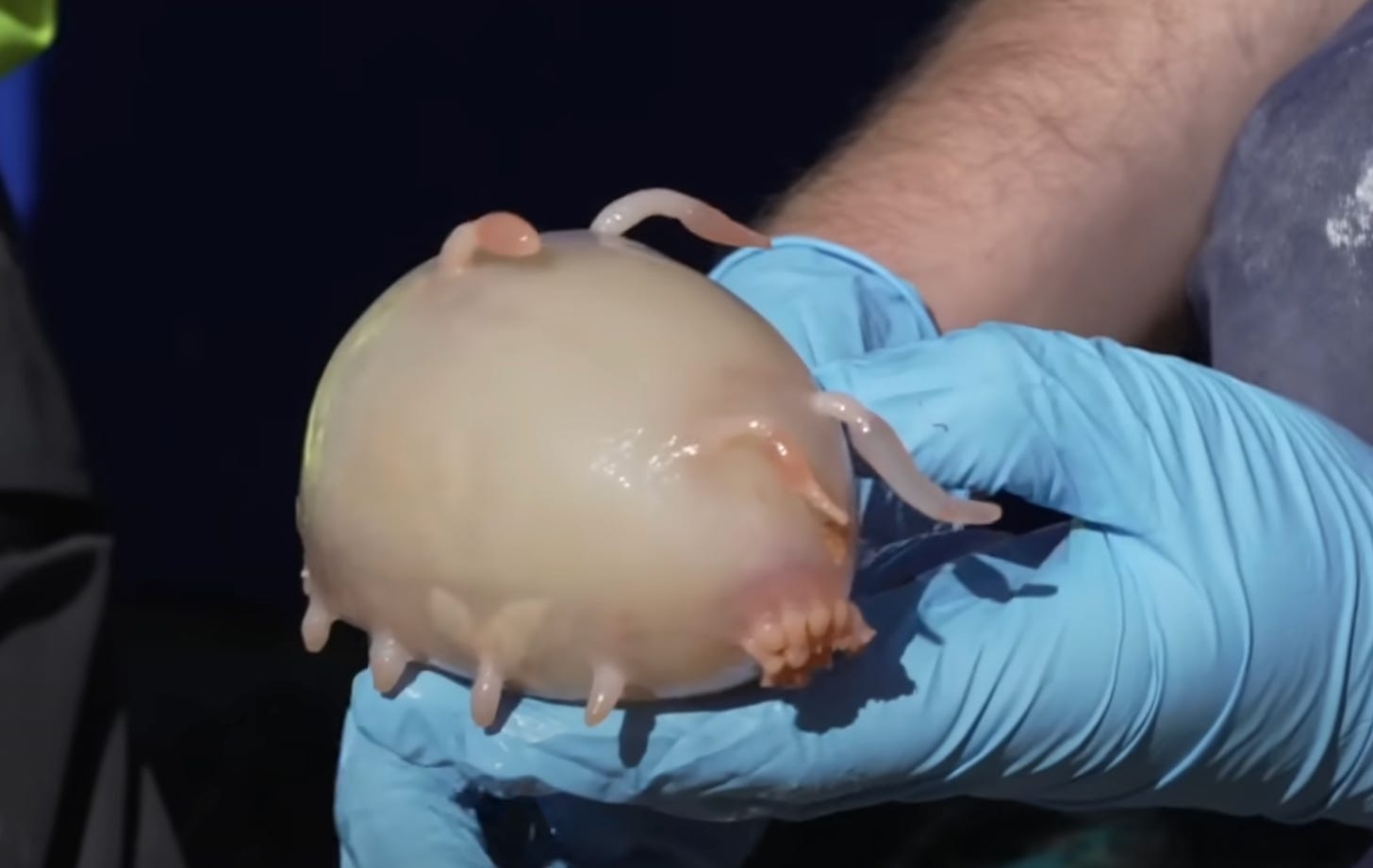 This thing is worse than the sea cucumber. A pair of blue rubber gloved hands are holding another inflatable looking peach item. It has 4 tiny leg teats on one side and 2 antenna on the top and 2 on its, what I can only assume, is its but. And then the butt has like a whole clump of teat feet. They look like a tiny mouth or b-hole. I hate it.