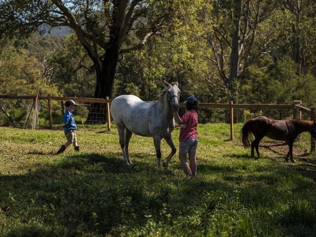 The Douglas family breeds Appaloosa horses, which they had to let run free to escape the Black Summer flames. 