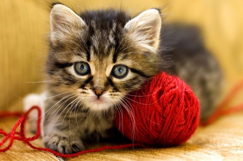 A kitten with a ball of yarn