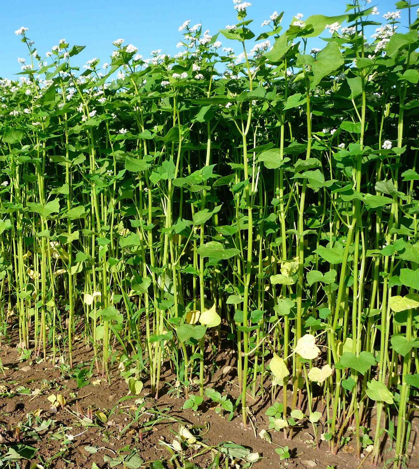 Using Buckwheat for Hay