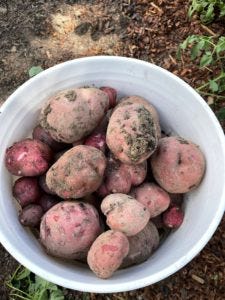 A bucket of red potatoes from my garden