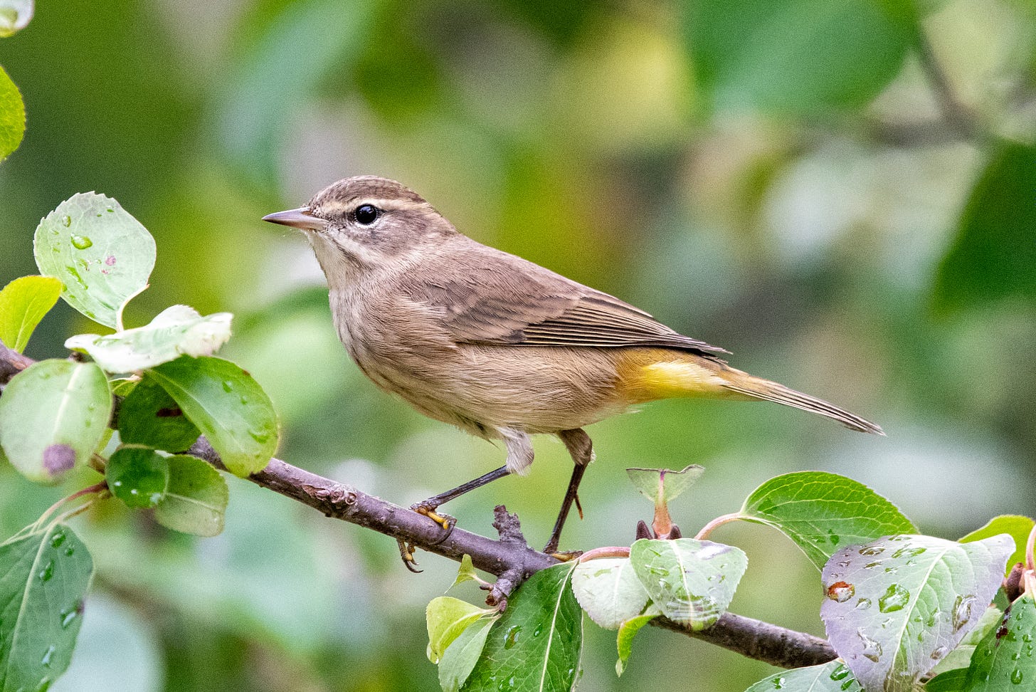 A palm warbler, in muted, sandy fall colors, perches in profile