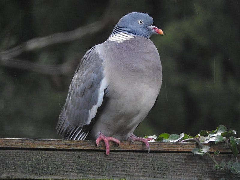 A large common wood pigeon standing on a garden fence