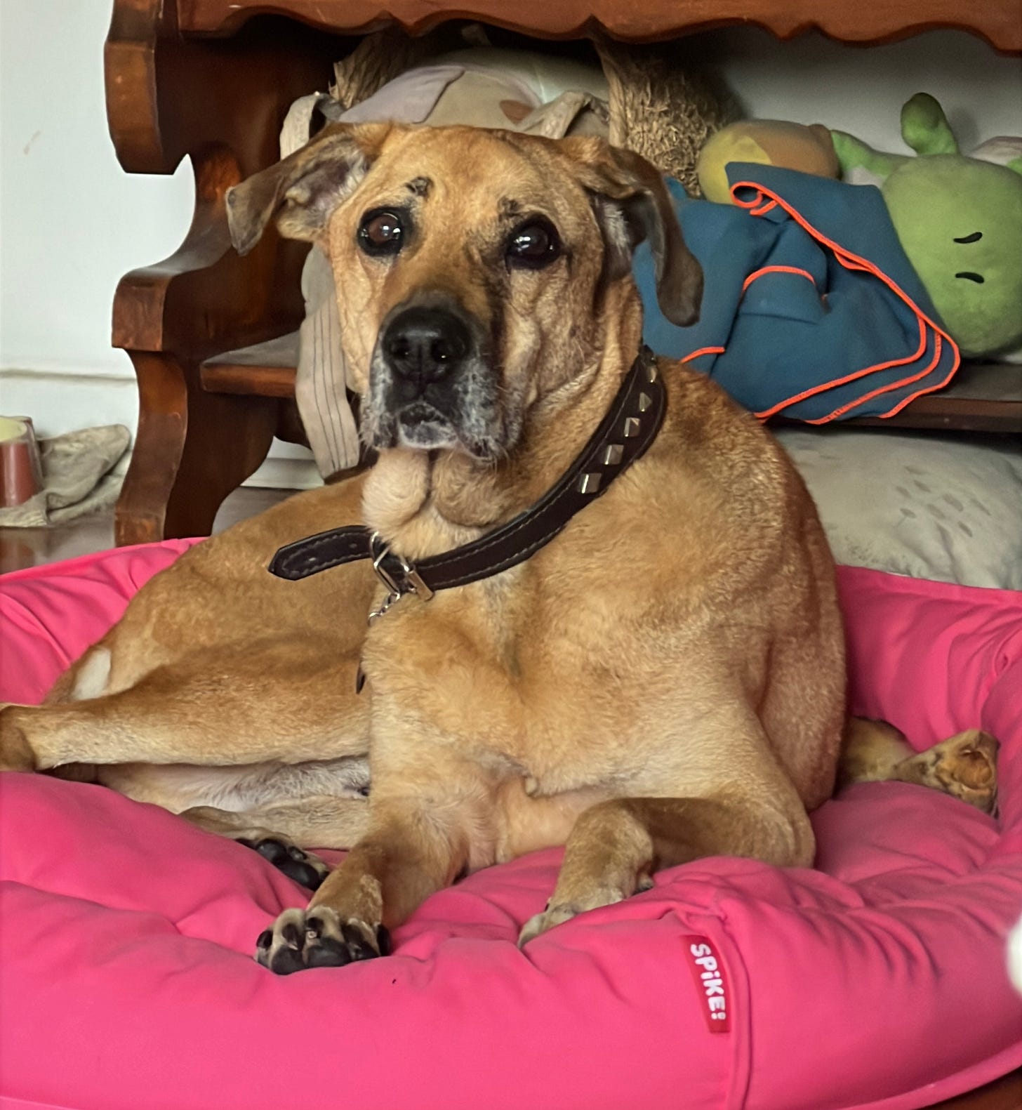 Cachorro caramelo deitado em sua cama cor-de-rosa me olhando com cara de coitado