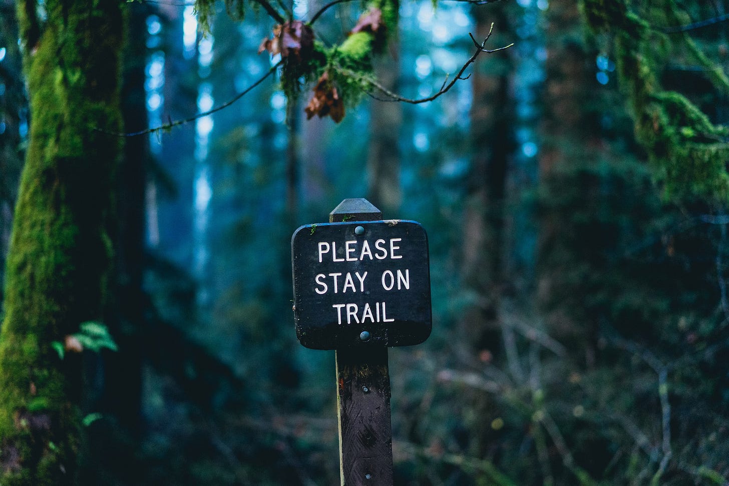 Image of a mossy forest. A sign reads "please stay on trail."