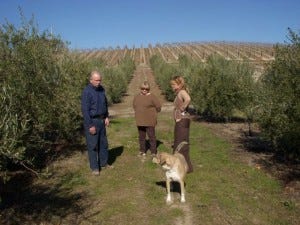 Dogged olive grove discourse