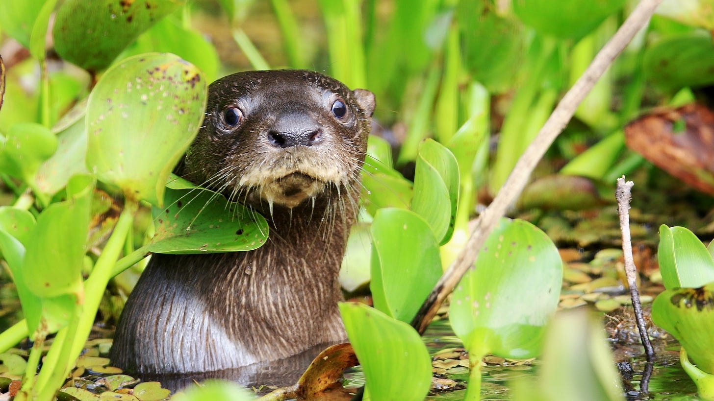 A neotropical river otter stands still in a pond, surrounded by plants. It is looking right at the camera.