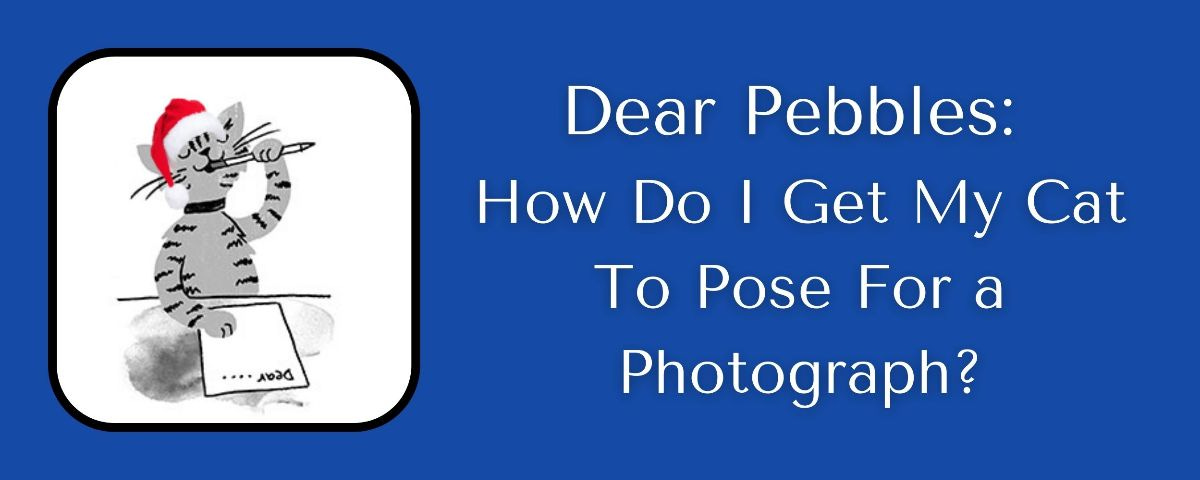 BLOG: Dear Pebbles: How Do I Get My Cat To Pose For a Photograph?