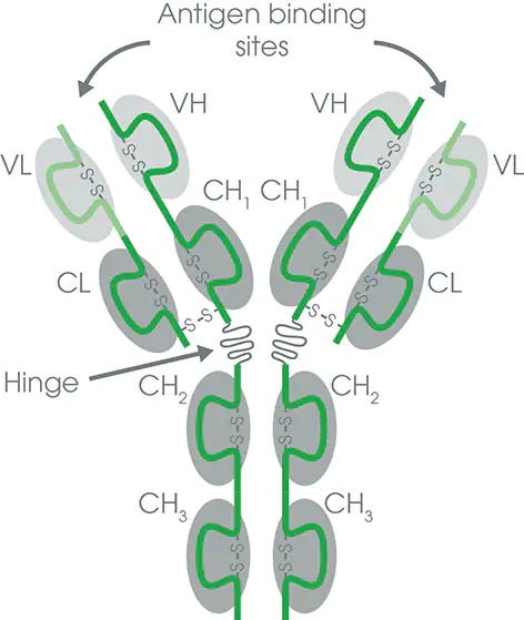 Légende de la figure : La chaîne légère (LH) se replie en un domaine variable (VL) et un domaine constant (CL) tandis que la chaîne lourde est composée d'un domaine variable (VH) et de trois (IgG et IgA ou quatre domaines constants (IgE).