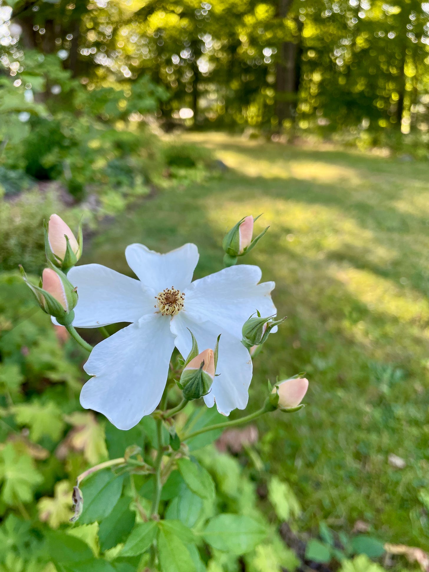 Rose ‘Kew Gardens’ re-blooming this August after it’s beetle cut back in July.