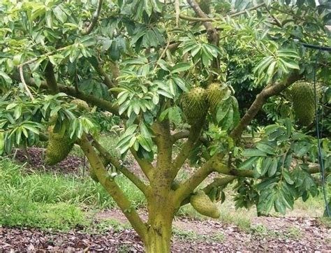 Annona muricata, guanábana soursop live tree fruit plants 5 to 12 inches, Annona plant, muricata ...