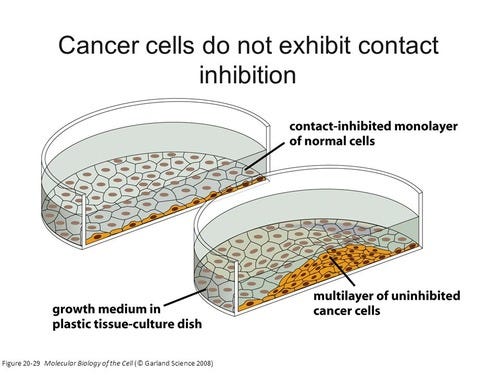 Lesson 12: Cell Differentiation Flashcards | Quizlet