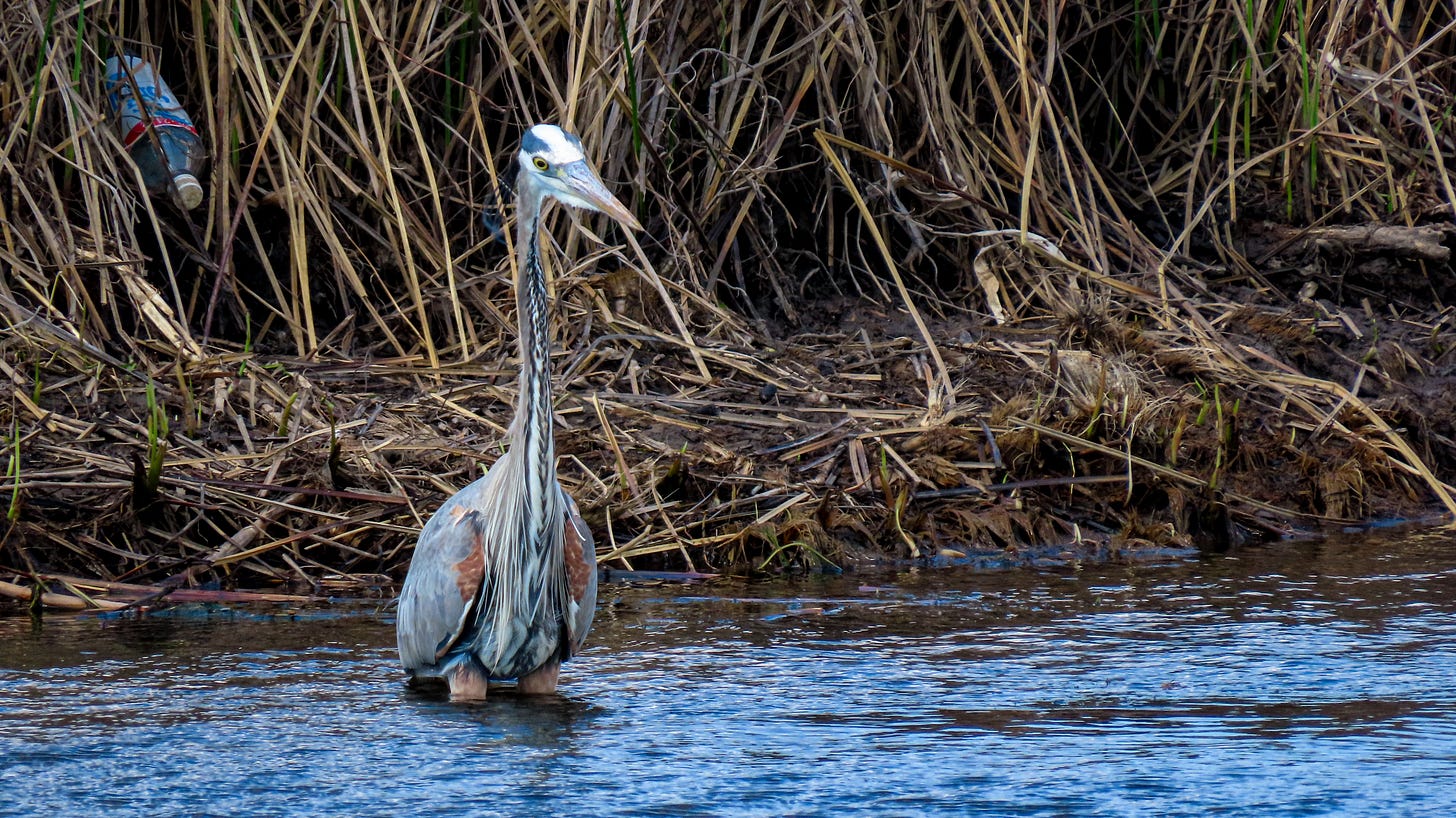 Great blue heron standing in water