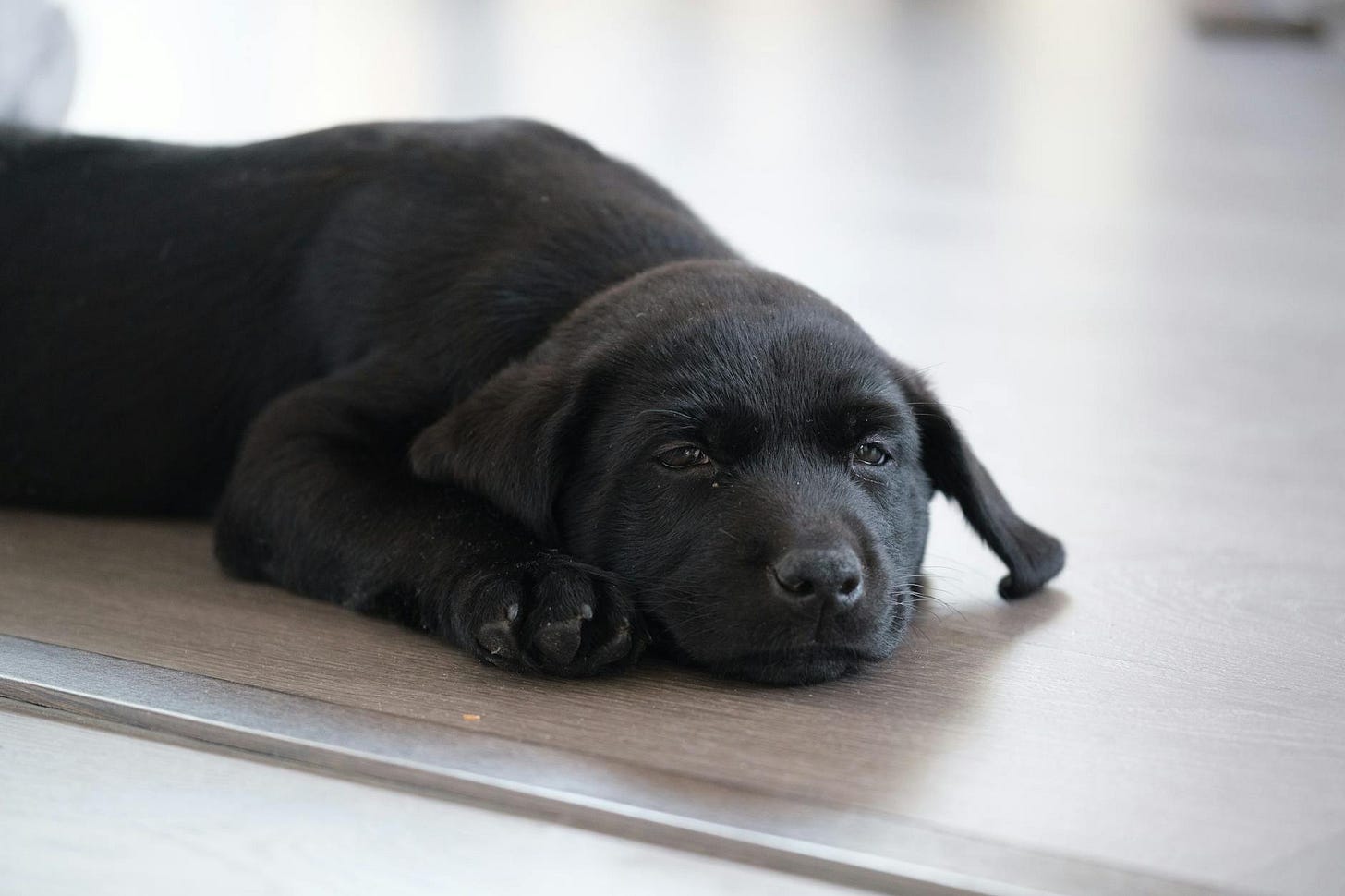 calm black puppy laying on the floor