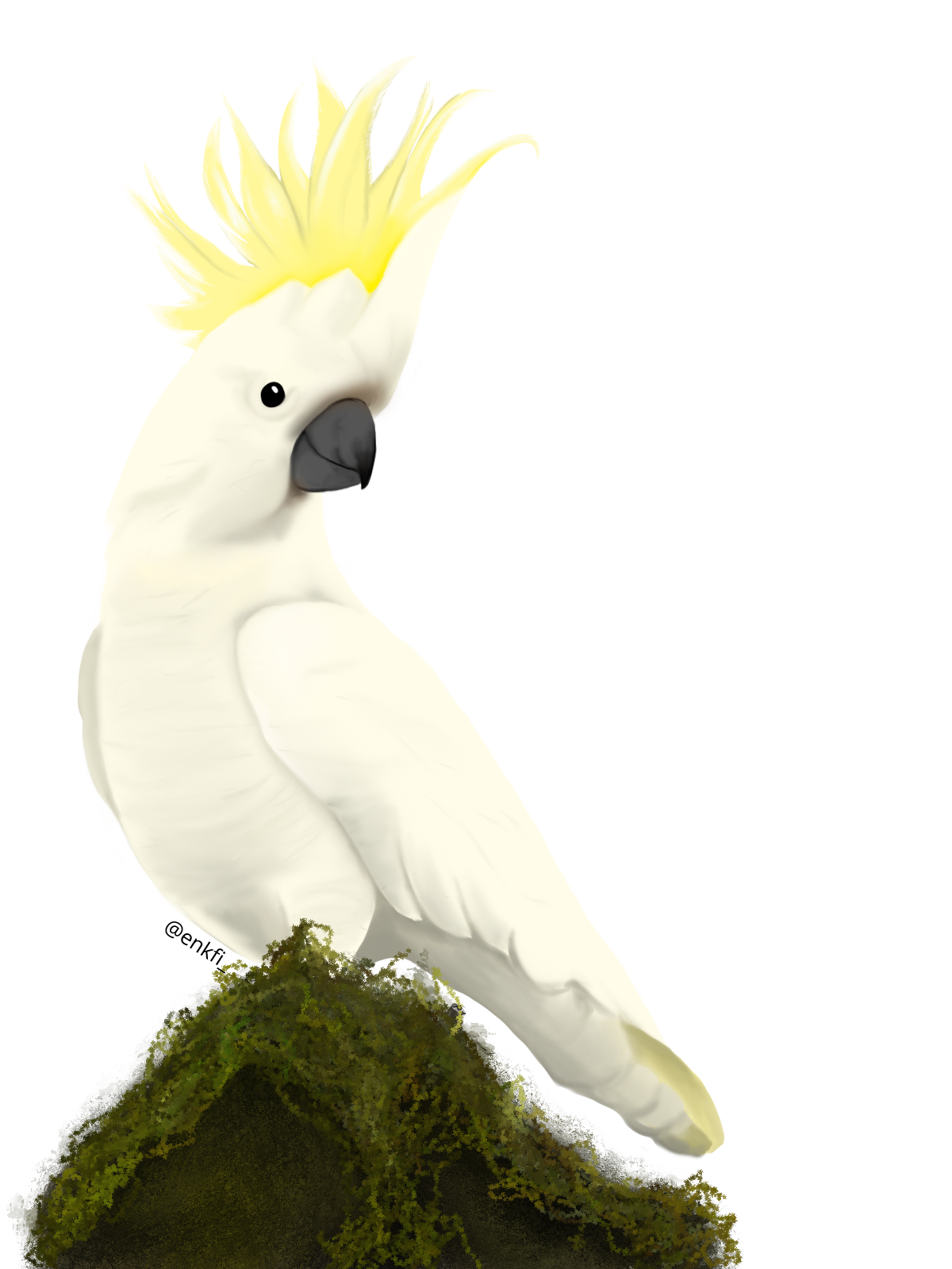 An elegant cockatoo, showcasing its vibrant beauty. The cockatoo is perched on a grey, jagged rock that’s partially covered in green moss. Its feathers, predominantly white, covers the entirety of its body. It’s large crest crowns its head, standing tall and catching the eye with its magnificent display of yellow feathers. It has black eyes with its beak that’s a grey shade.