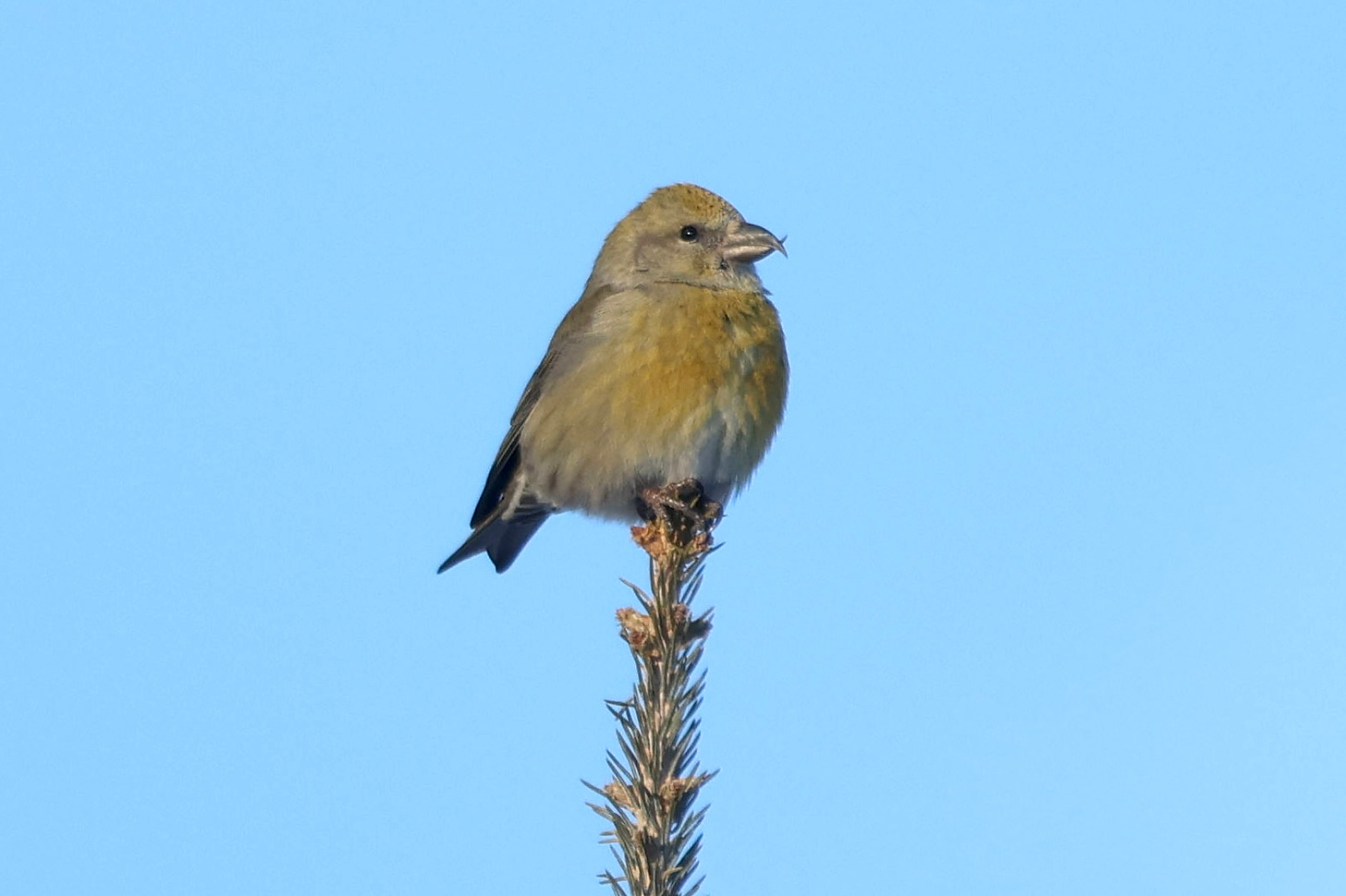 a female red crossbill in the top of a spruce tree, looking right. she's female because she's yellow and gray