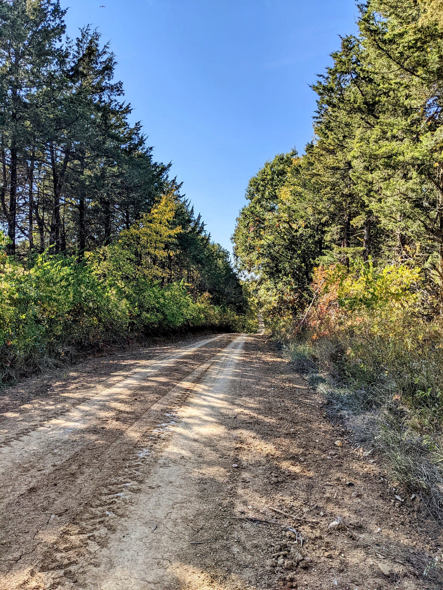 A dirt road with tall trees on either side