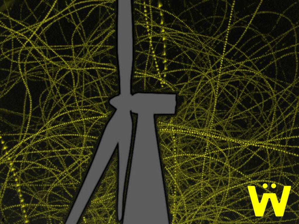 Images showing the bat activity around a wind turbine.