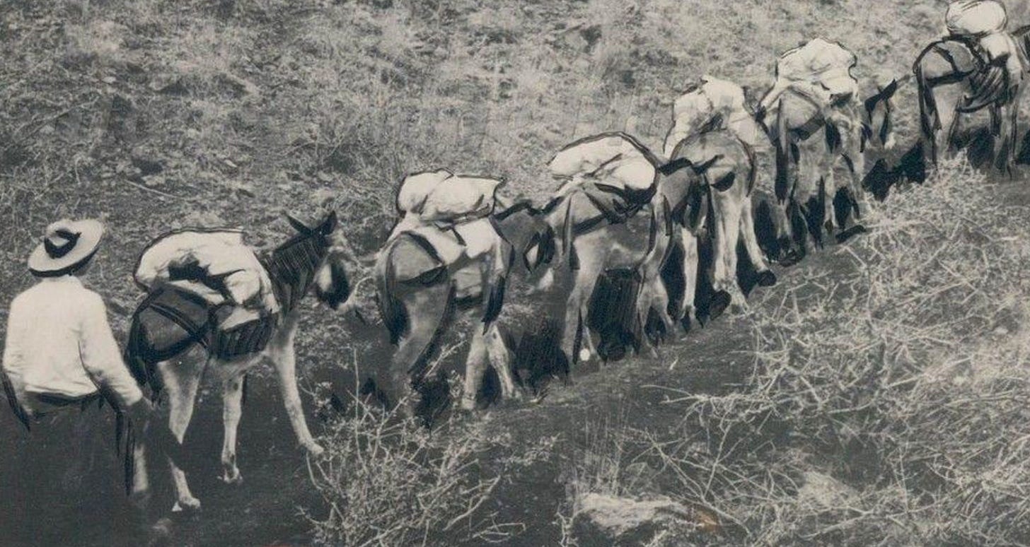 A well supplied string of pack mules