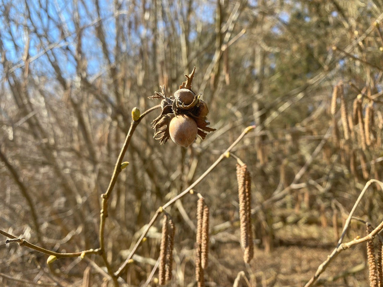 Hazelnuts on a bush on first day of spring in Märkisch-Oderland