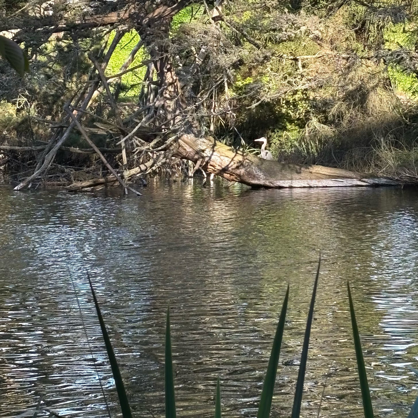 Great blue heron seen in the distance standing near a lake