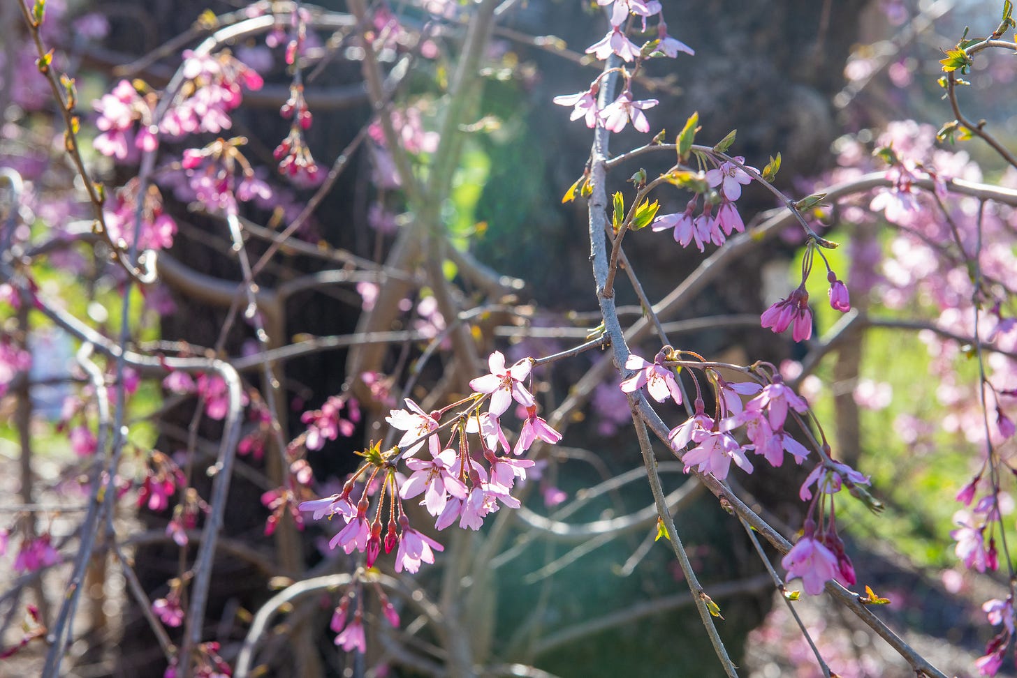 ID: Cherry blossoms on the tree