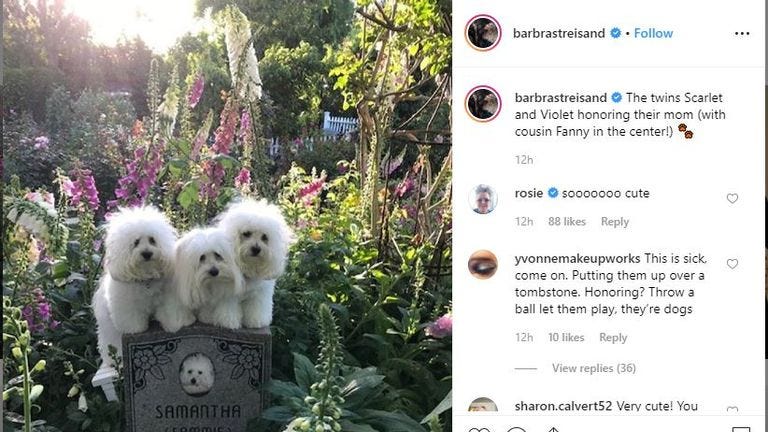 Barbara Streisand's cloned dogs 'visit mom's grave' | Ents & Arts News |  Sky News