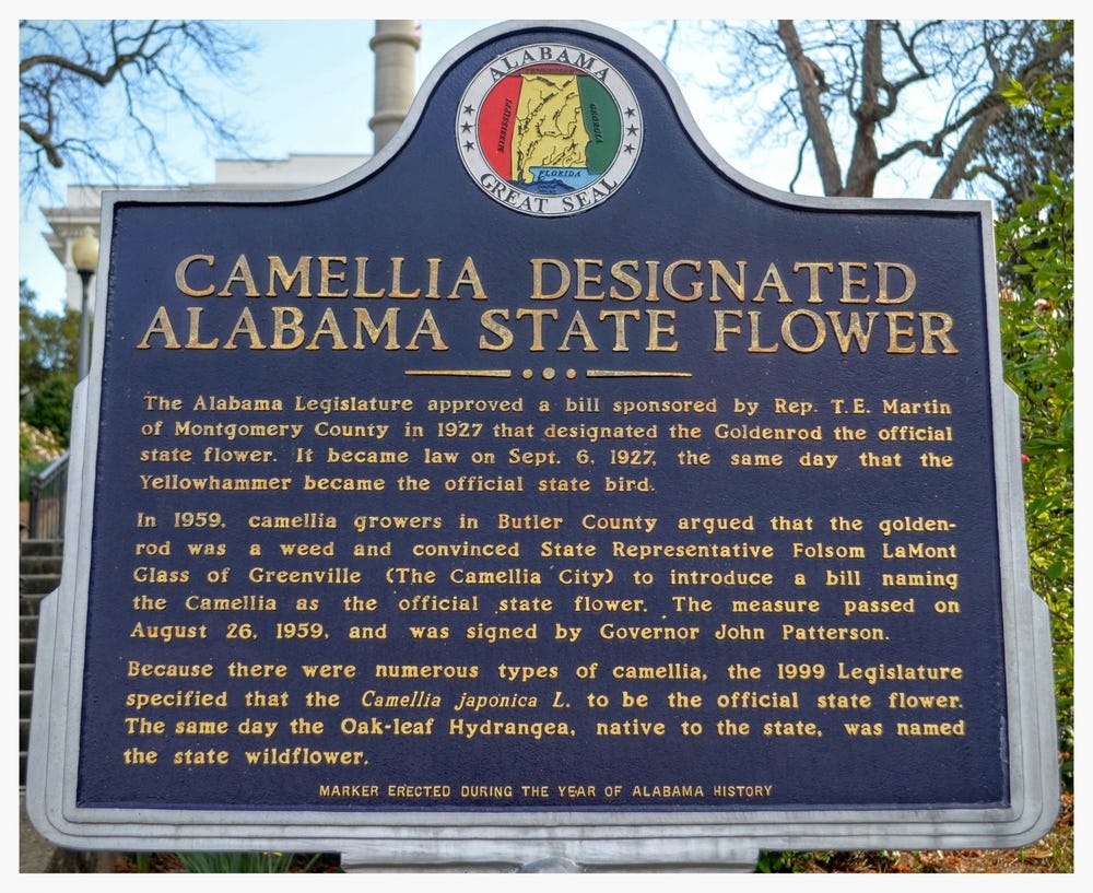 Camellia, State Flower historical marker, Capitol Hill, Montgomery, Montgomery County, Alabama