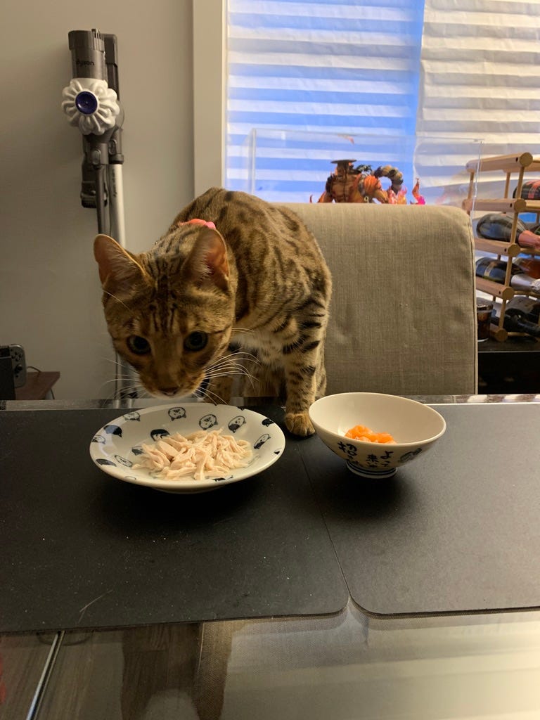 Cat - bengal - food - eating - pet food - chicken breast - king salmon