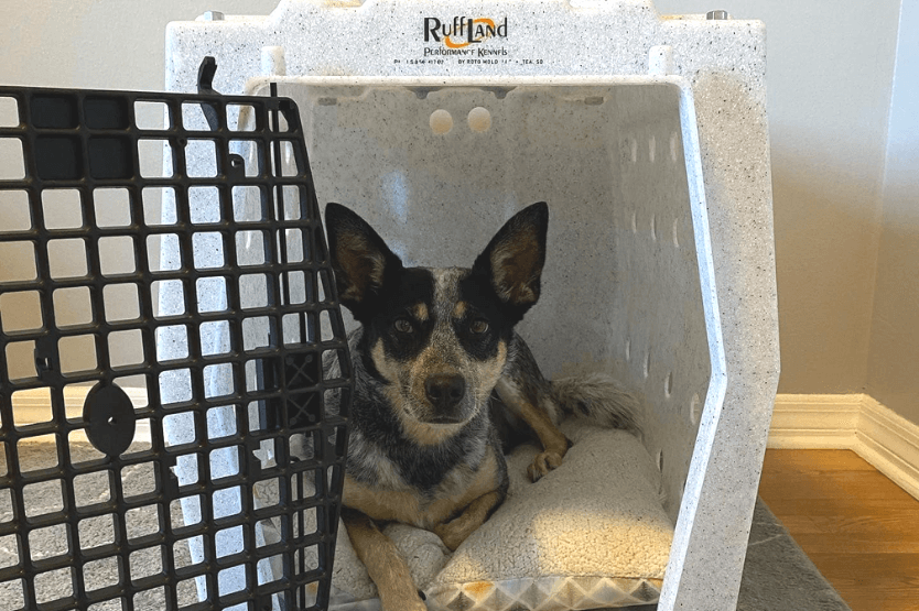 Scout the blue heeler lies inside her intermediate sized Ruff Land crash tested car kennel