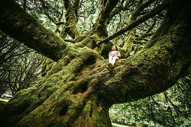 May be an image of 1 person and Angel Oak tree